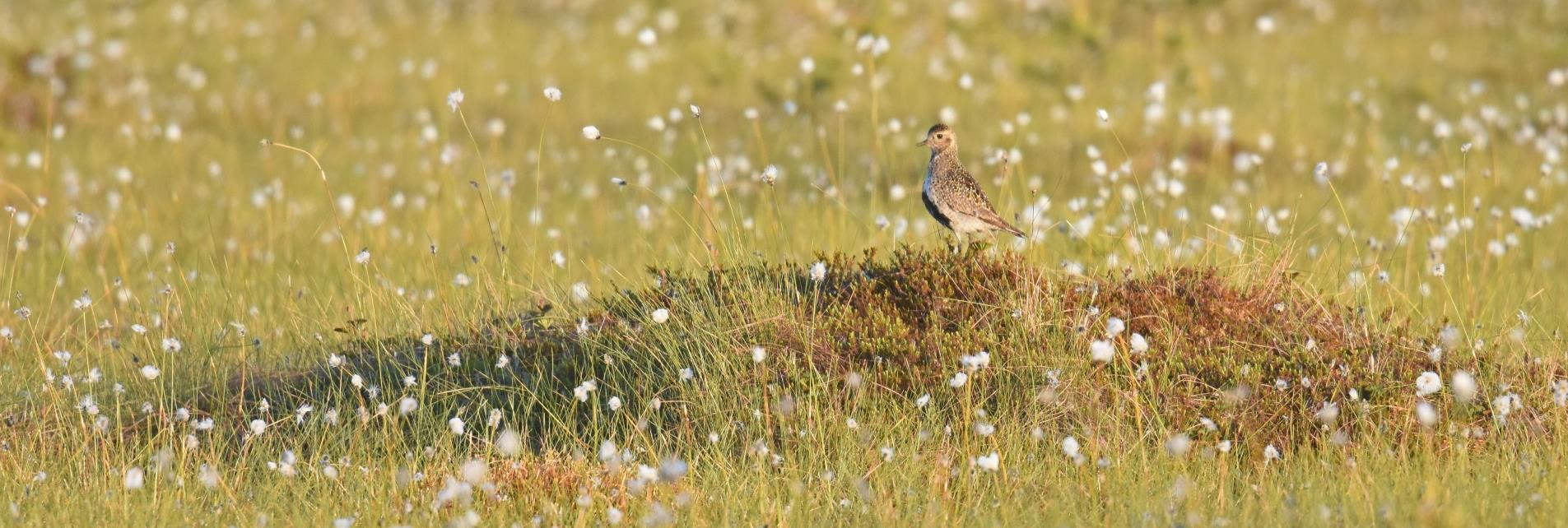 BIODIVERSITEETTI JA LIIKETOIMINTA Perinteisesti vastakkainasettelu, luonnonsuojelu rajoittaa kehitystä Biodiversiteetin väheneminen heikentää maailman BKT:ta Biodiversiteetti osaksi liiketoimintaa