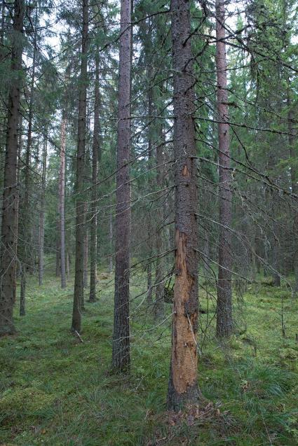 BIODIVERSITEETIN MITTAAMINEN Biodiversiteetti on laaja käsite voidaan tarkastella monella tasolla Voidaan mitata lukuisilla eri tavoilla, käyttötarkoitus ratkaisee Metsän biodiversiteetti