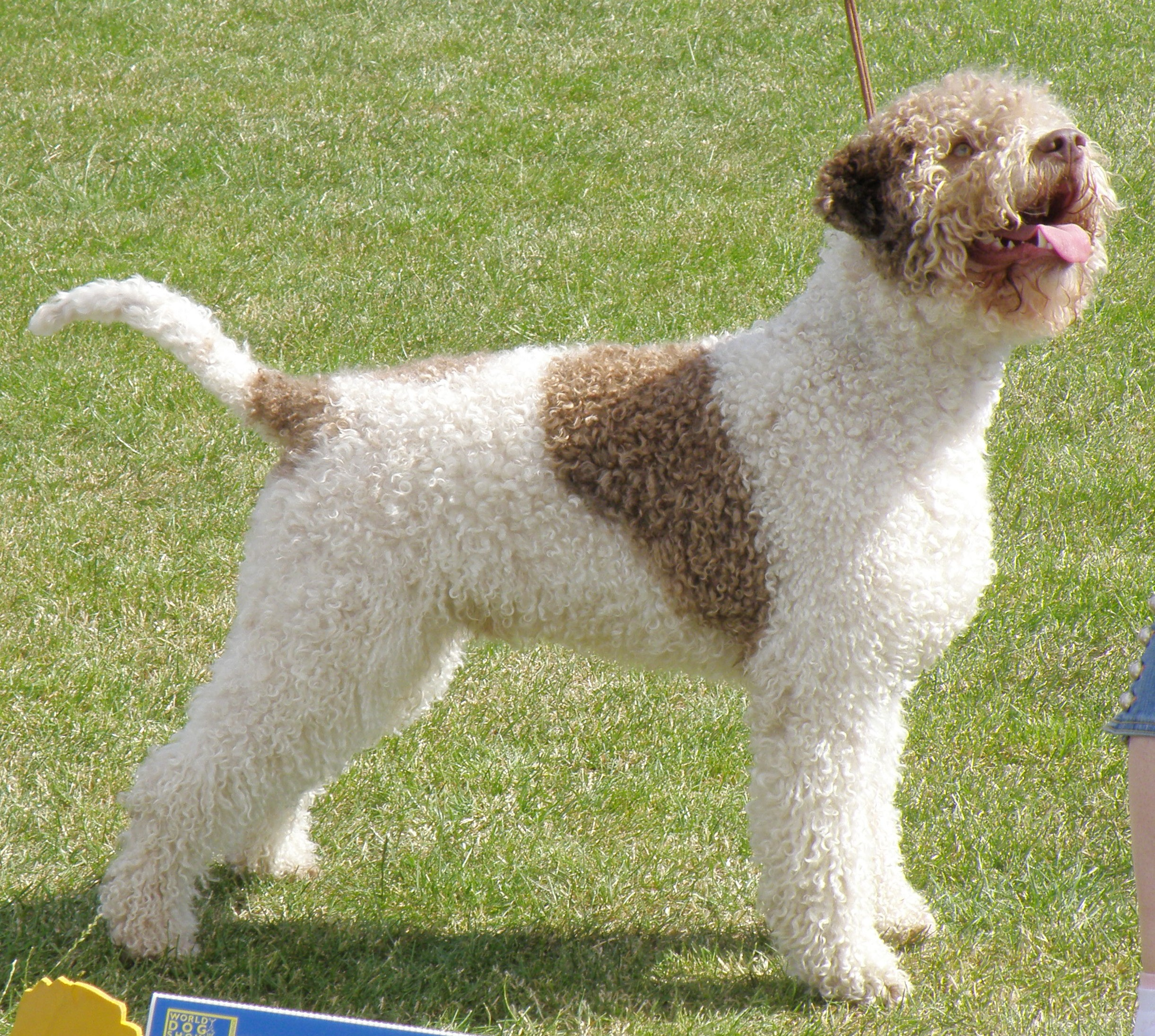 Jalostuksen tavoiteohjelma 8- Lagotto Romagnolo Hyväksytty rotujärjestön yleiskokouksessa [pp.kk.