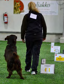 RALLY-TOKO RALLY-TOKO Kilpailuihin saavat osallistua 10 kuukautta täyttäneet koirat, paitsi mestariluokkaan, jossa koiran tulee olla vähintään 15 kuukauden ikäinen.