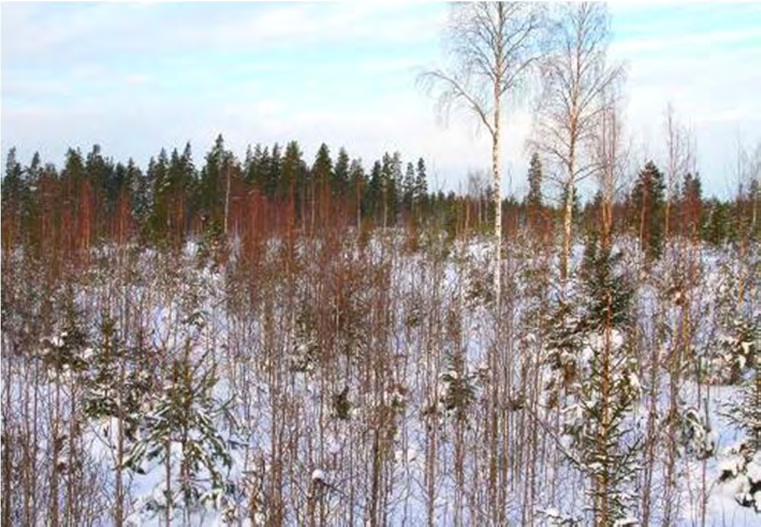 312 Lappfjärdin ja Lakikankaan tuulivoimapuistot CPC Finland Oy YVA SELOSTUS FCG Suunnittelu ja tekniikka Oy Lappfjärdin tuulivoimapuistoalueen elinkeinotoiminnasta osan muodostaa maaainesten otto.