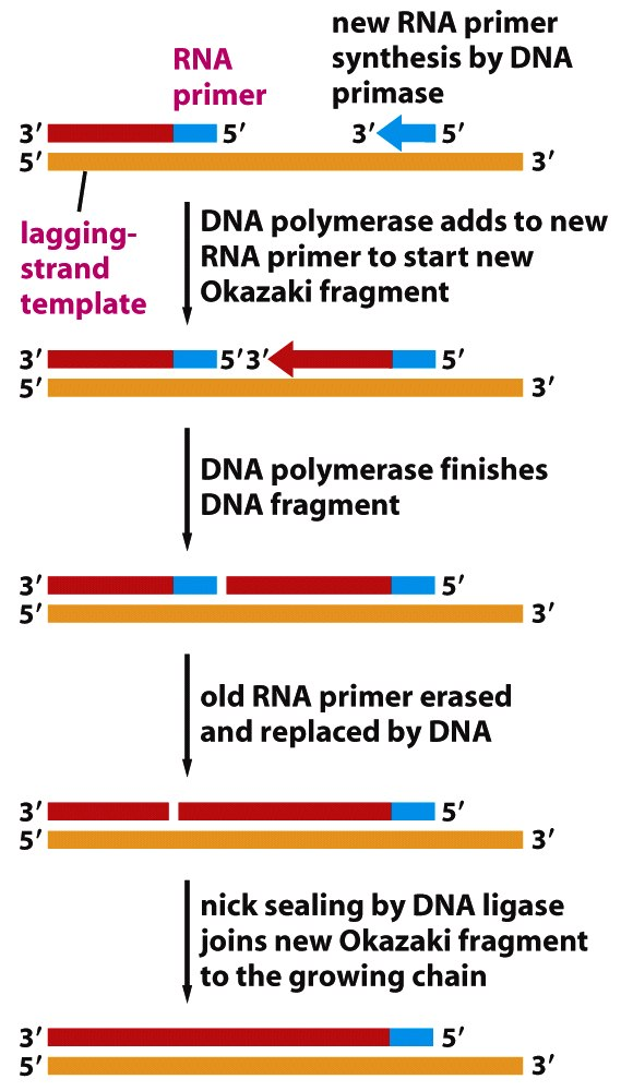 Figure 5-12 Molecular Biology of