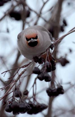 Pohjois-Karjalan Lintutieteellinen Yhdistys r.y. Käpytikka Dendrocopos major Käpytikkoja ilmoitettiin kaikkiaan 566, joista 280 Pihabongaus-viikonloppuna.