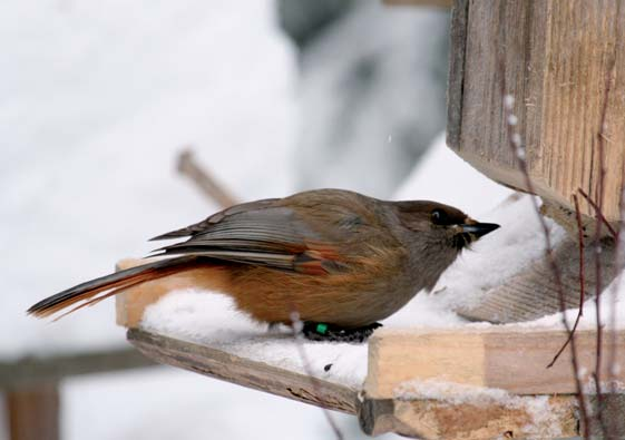 Pohjois-Karjalan Lintutieteellinen Yhdistys r.y. Isolepinkäinen Lanius excubitor Havaintoja yhteensä 28 linnusta.