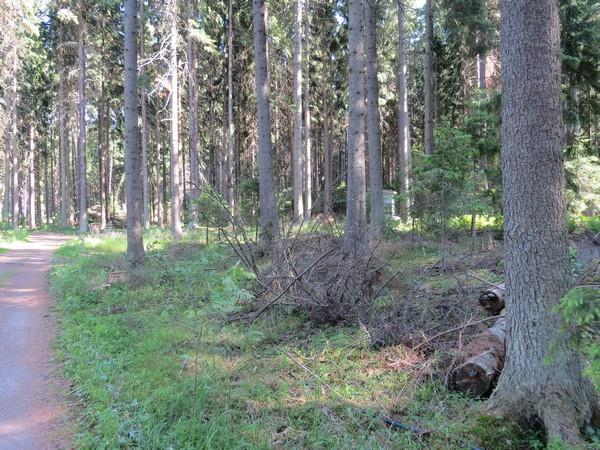 Kuva 3-16. Parhaimmillaankin Kaunissaaren maitikkakasvustot ovat varsin varjostuneita ja siksi epäsopivia kirjoverkkoperhosen elinympäristöksi.