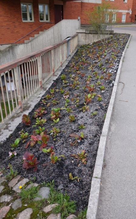 2014 Bergenia planted in 2-5mm krossad granit