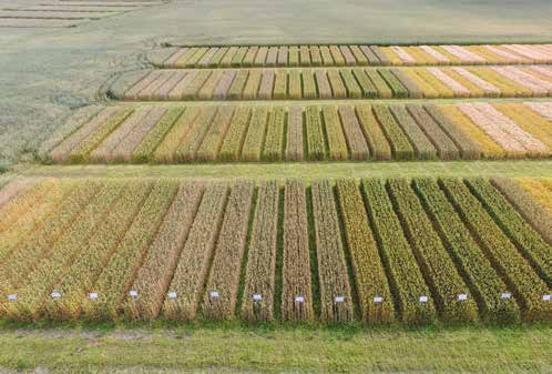 15 Seinäjoen vehnäkokeet tulokset: Suomensalpietari (N 90 kg/ha) Suomensalpietari (N 90 Kg/Ha) Suomensalpietari (N 90 + 30 Kg/ha) Suomensalpietari ( N 90 + 30 Kg/ha) Tautien torjunta - Amistar