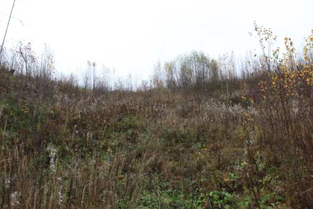 Liite 3. Kuvia Riihipuostankosken suunnittelualueelta. Kuva 1. Laitumen sisääntulo ennen kunnostusta. Kuva 2. Mansikkaojantien viereisen nuoren metsän alue (kuvio 556). Kuva 3.