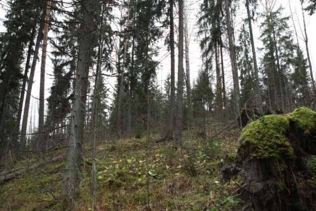Kuva 5. Rekijoen entiset rantaniityt (kuvio 556) ovat metsittyneet. Kuva 6. Avoimen säilynyt laidunalueeseen kuuluva pienialainen kostea niitty (kuvio 550) Rekijoen äärellä. Kuva 7.