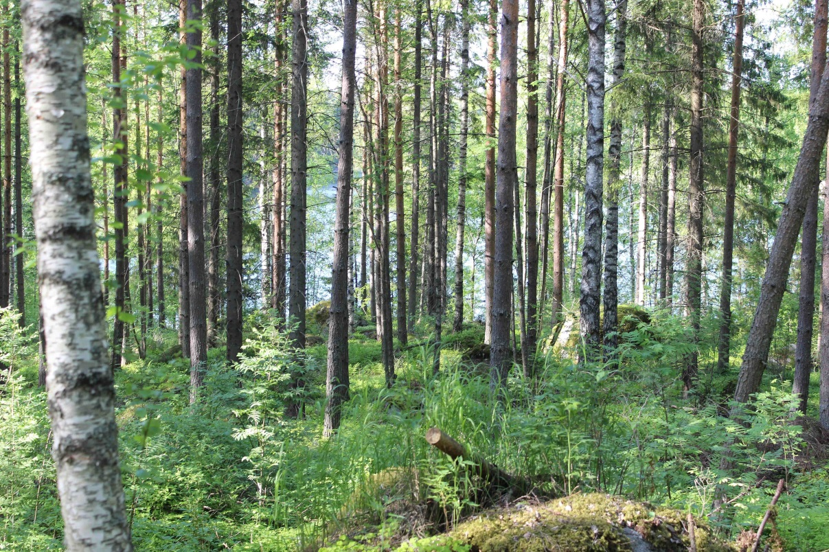 RANTA-ASEMAKAAVA KAAVASELOSTUSLIITTEET 27.4.2016, 24.1.2017, 22.2.2017 Kuva 5 M3. Tuore kuusivaltainen kangas, mustikka tyyppi. Harvennushakkuu tehty 4 vuotta sitten.