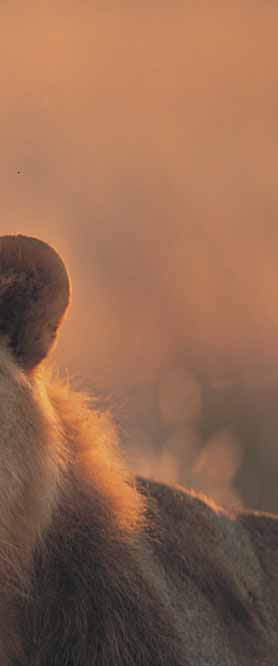 Teksti: Pentti Virtanen Lauma Elämä Afrikan savanneilla on vaarallista ja selviytyminen siellä vaatii antiloopilta äärimmäistä valppautta ja kykyä nopeisiin reaktioihin.