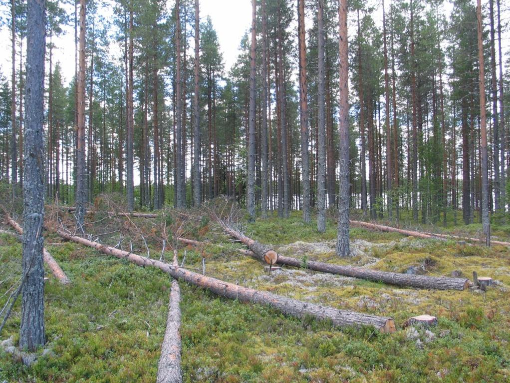 Puuston kaato polttoalueelle Ennen polttoa maahan kaadetulla puustolla: Oikein tehtynä: Ei välttämättä vaikutuksia polton toteutukseen ja turvallisuuteen Väärin tehtynä vaikuttaa olennaisesti,