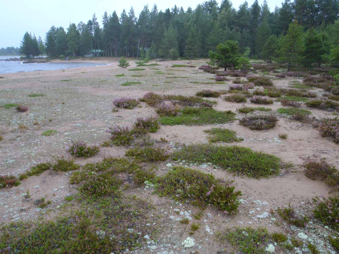 TUU-12-072 Paljakantörmä Soiluanniemi.