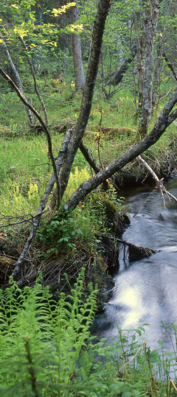 Metsätalouden vesistökuormituksen seuranta Metsätalouden vesistökuormitusta seurataan pienillä metsälatvavalumaalueilla Esitys maa- ja metsätalousministeriölle metsätalouden vesistökuormituksen