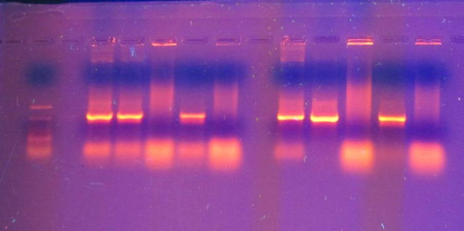 6.1 Alkutestauksen tulokset Ensimmäisessä qpcr-ajossa tutustuimme qpcr-laitteiston toimintaan ja perehdyimme menetelmään.