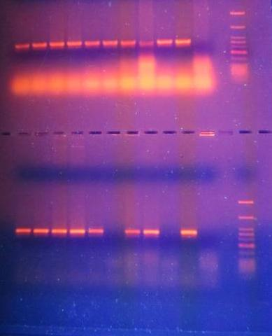 KUVIO 10. qpcr-kuvaajia. Kuvaajia tulkittaessa tulee muistaa, että fluoresenssi on suoraan verrannollinen syntyneen tuotteen määrään.