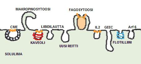 16 tosis), makropinosytoosin, kaveoli / lauttavälitteisen endosytoosin ja muutamia muita mekanismeja, joista osa käyttää dynamin-2:sta endosyyttisen painauman sulkijana.
