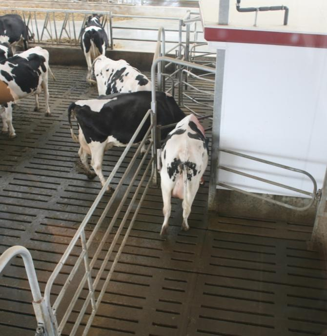 Erillisen tulokarsinan hyödyt Arat, noudettavat lehmät voivat tulla karsinan läpi stressaantumatta pomolehmistä Karjan lehmillä on pääsy robotille samalla kun noudettavat ovat
