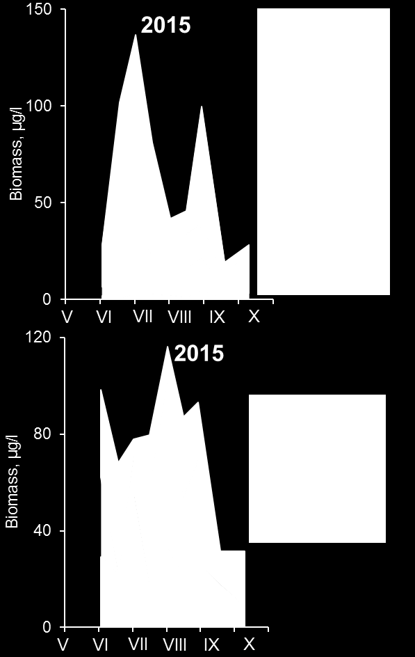 Vuonna 2015 keskikesän vesikirppubiomassahuipun muodostivat Bosmina crassicornis ja B. longirostris, loppukesän huipun Chydorus sphaericus (Kuva 12). Daphniavesikirppuja (enimmäkseen D. cristata ja D.