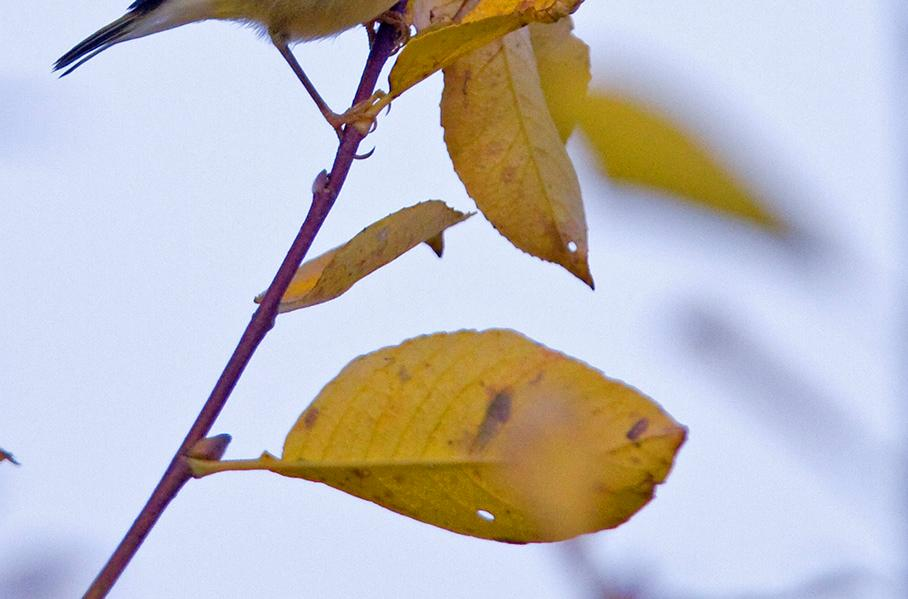 50 Taigauunilintu Vastaukset (oikeat/tyhjät/väärät): 4/9/15