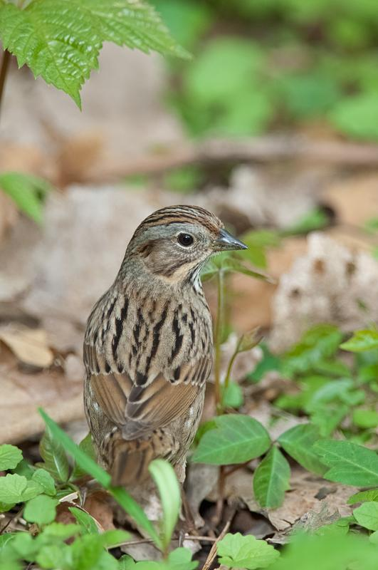 5 = Rämesirkku - Lincoln s Sparrow (Melospiza lincolnii) Vastaukset