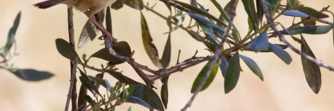 9 = Heinäkerttu (Cisticola juncidis) Vastaukset