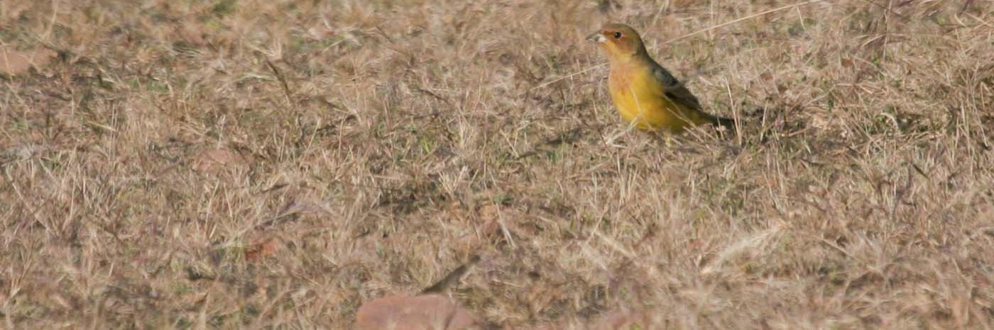 18 Ruskopääsirkku (Emberiza bruniceps) Vastaukset