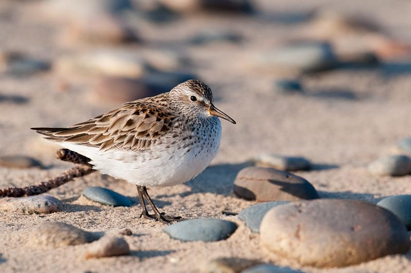 28 = Valkoperäsirri (Calidris fuscicollis)