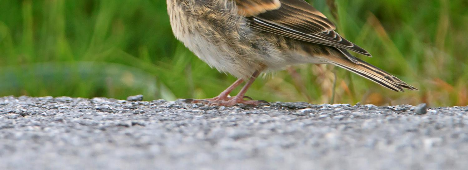 29 Sinapinkeltainen yleissävy Selkä