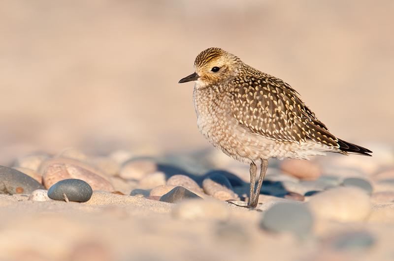 35 Amerikankurmitsa (Pluvialis dominica) Vastaukset