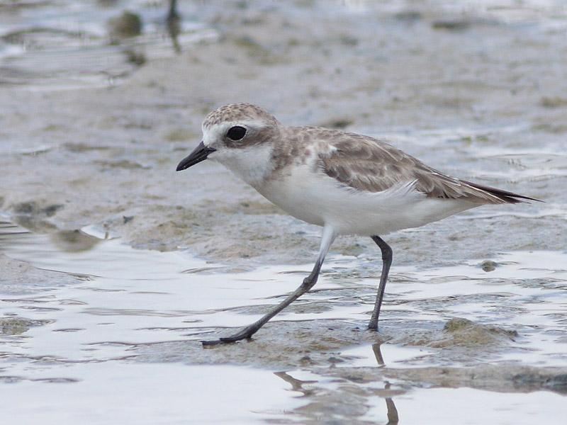 40 = Ylänkötylli (Charadrius mongolus) Vastaukset