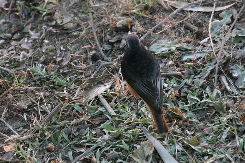 43 = Mustaleppälintu (Phoenicurus ochruros phoenicuroides/rufiventris)