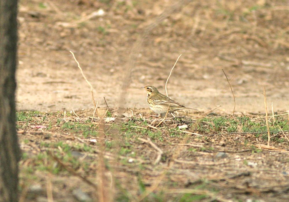 47 = Taigakirvinen (Anthus hodgsoni) Vastaukset