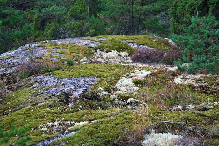 puiden alla tai kausikosteissa pikku painanteissa. Ruohovartisista lajeista yleisiä ovat vain metsälauha, ahosuolaheinä ja sarjakeltano sekä harvalukuisilla somerikkopeitteillä kasvava hietakastikka.