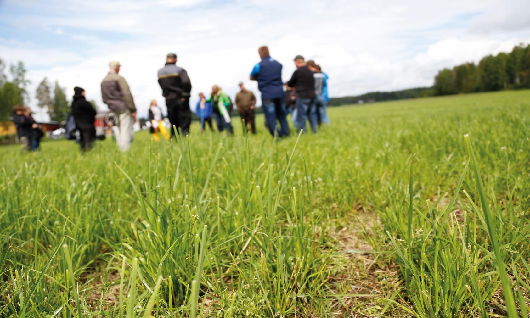 Säilörehunurmet 2015 10 000 kg ka Case: ProAgria Länsi-Suomen nurmiryhmät 51/75