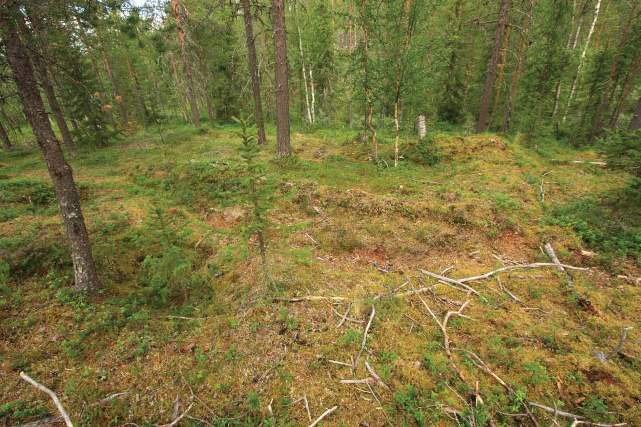 14 Kuva DG2193:1 Rautuoja. Yleiskuva alueesta. Rakennuksen kiuas näkyy kohoumana nuoren koivun vieressä. Taustalla metsikössä virtaa Rautuoja. Kuvattu itään.