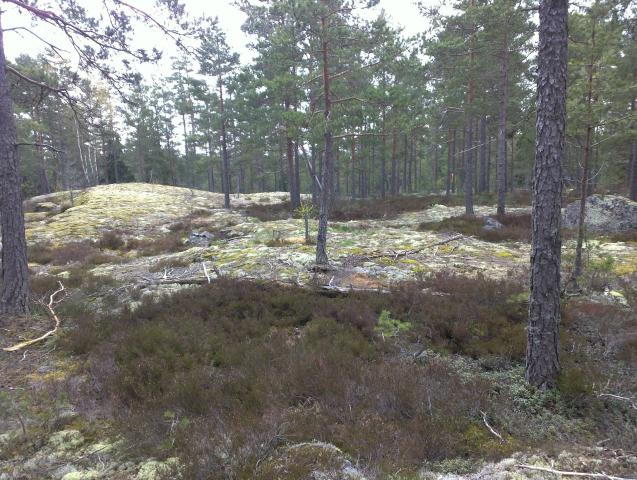 Hankkeen toteuttaja, Taaleritehtaan Tuulitehdas I Ky tilasi alueen muinaisjäännösinventoinnin Mikroliitti Oy:ltä.