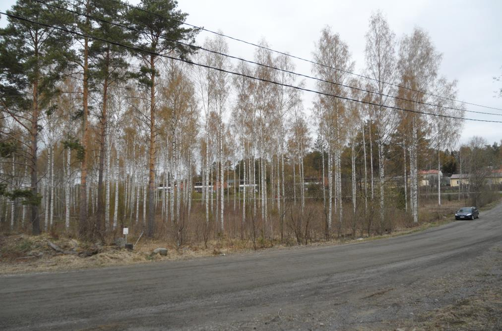 TIIVISTELMÄ 1.6 Nykytilanne Kaartilantien varrella sijaitsee puistoalueeksi kaavoitettu alue, jossa on vanhoille pelloille istutettua koivikkoa.