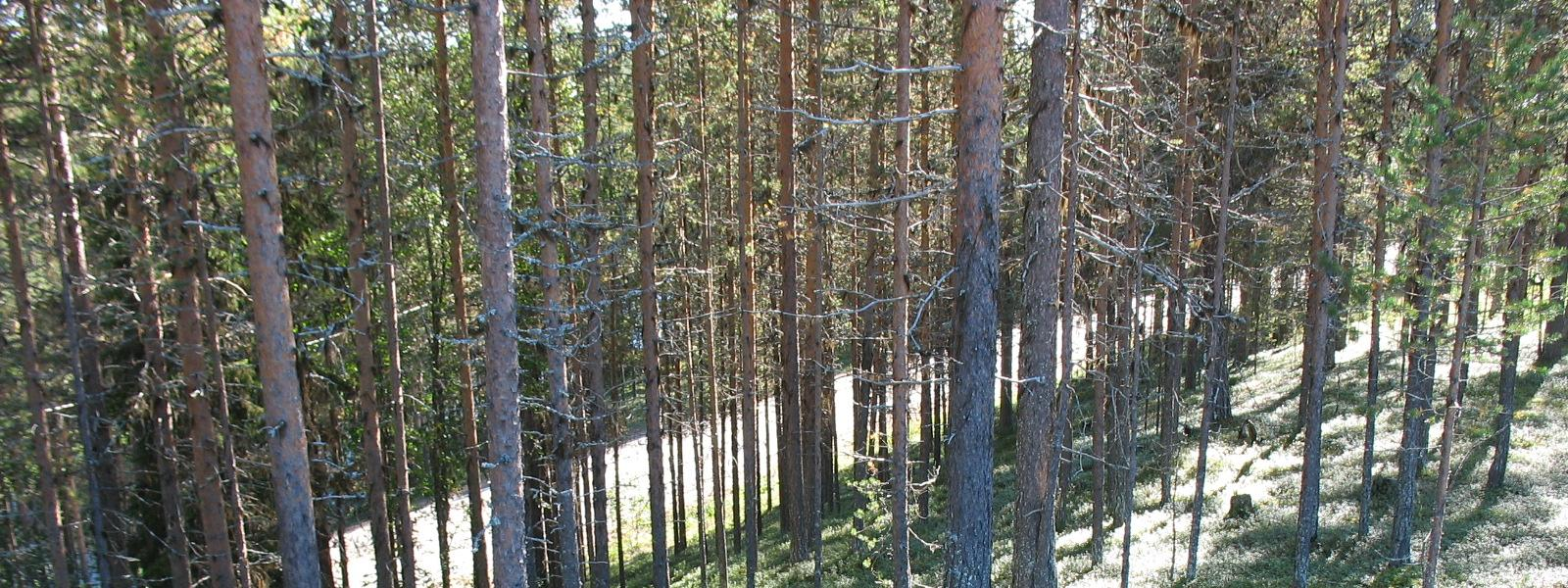 14/21 2.3 Maastotarkastelut syksyllä 2016 Lapin ELY-keskus teki Kuervaaran, Kivivuopiovaaran 1, Kivivuopionvaaran 2 ja Saivojärvi A:n pohjavesialueille maastokäynnit 24. 25.8.2016. Maastokäyntien aikana havainnoitiin mm.