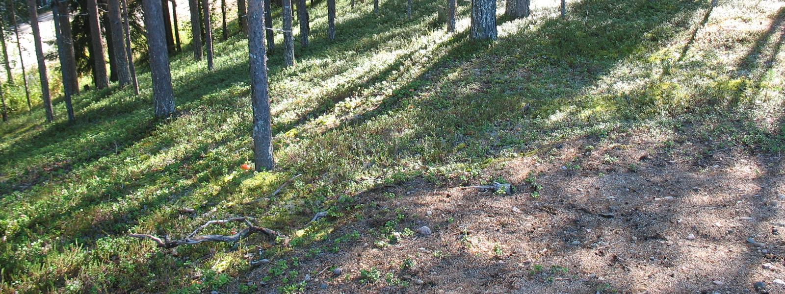 Lisäksi havaittiin rikin hajua pohjavesialueen eteläpuolisissa pintavesilammikoissa. Kivivuopionvaaran 1 alue kuljettiin maastossa pohjois-eteläsuuntaisesti.