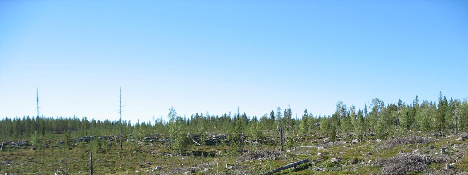 Rinne on hyvin kivinen ja peruskallio on paikoin näkyvissä, mikä indikoi sitä, että olosuhteet pohjaveden muodostumiselle ja varastoitumiselle eivät ole kovin hyvät.