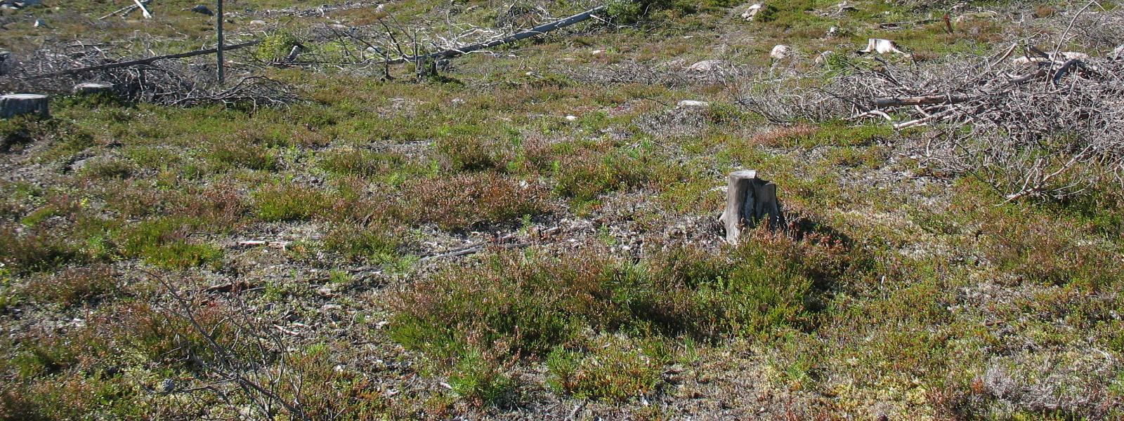 lähde (Metsäkeskuksen aineisto), jossa veden purkautuminen tarkastushetkellä oli vähäistä ja kasvillisuus tavanomaista.
