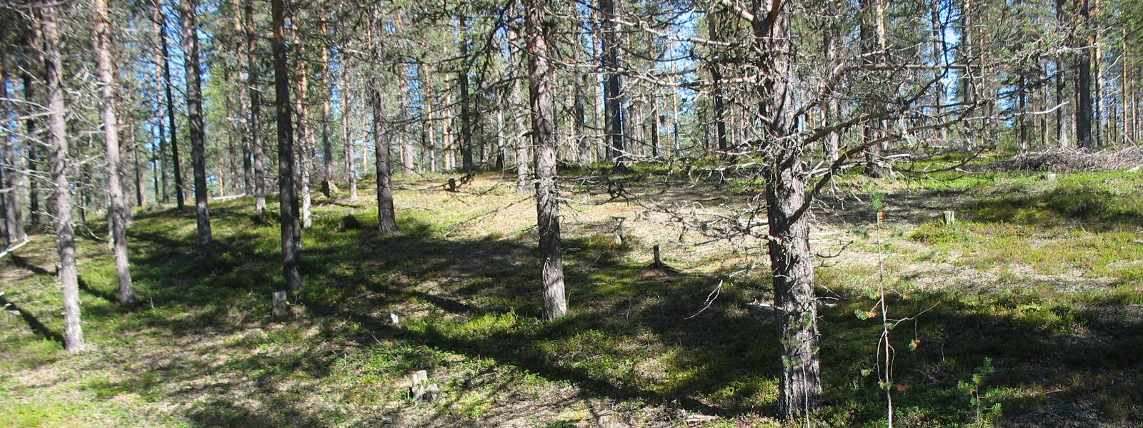 16/21 Kuva 7. Kivivuopionvaara 2:n pohjavesialueella sijaitseva pohjaveden havaintoputki UP1253. Pohjavesialueen vedenlaatu todettiin tutkimuksissa pääosin hyväksi.