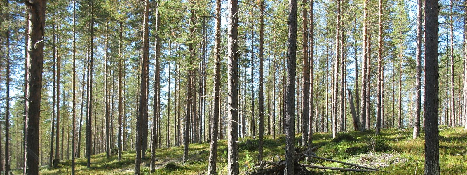 Lisäksi sivukiven läjitysalue ulottuu osin pohjavesialueen pohjoispuoliskolle ja Kuervaaran itäpuoliskon alueella sijaitsee lisäksi soranottamisalue (kuva 2 vas.).