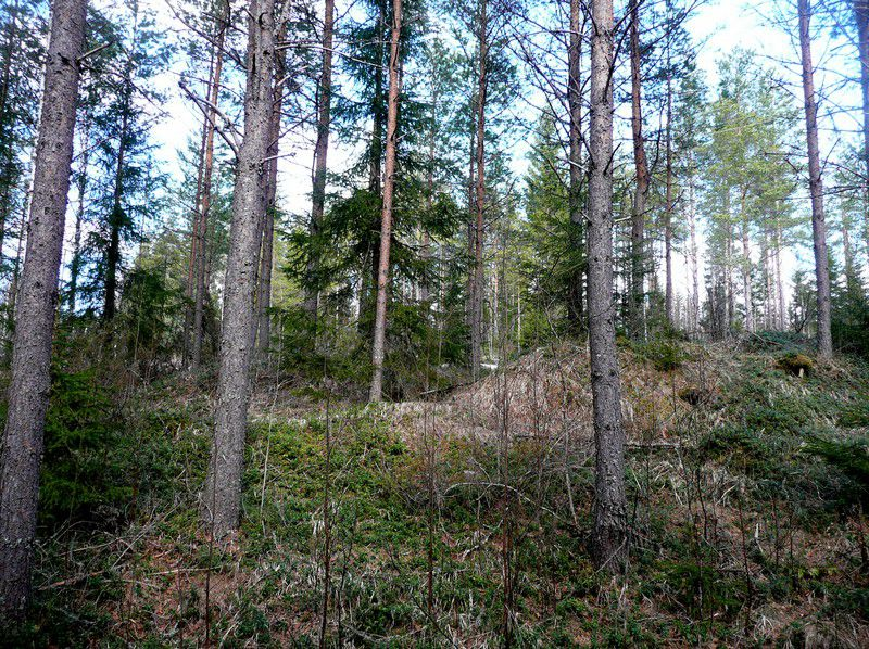 0 Tervahaudan halssi kuvattu