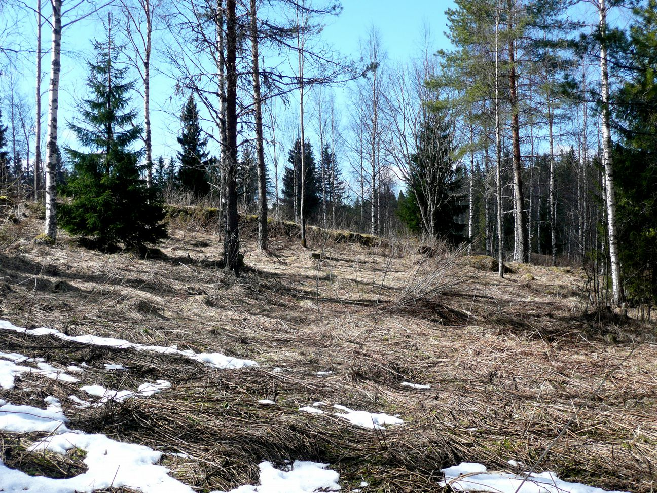 Itäinen aita