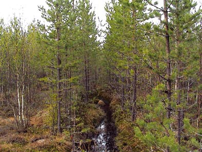 Voidaanko maan vesipitoisuutta mittaamalla tunnistaa männynviljelylle sopivat kasvupaikat?