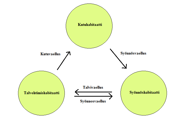 15 Kuva 2. Virtaveden kalan peruselinkierto, jossa painotuksena on eri habitaattien käyttö ja vaelluskäyttäytyminen. Kuva on piirretty Schlosserin (1991) mukaan tekijän omin muokkauksin.