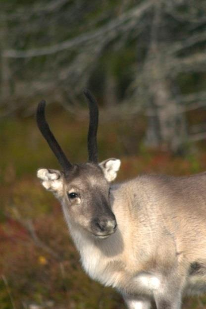 sieniä, riistaa, poroa,