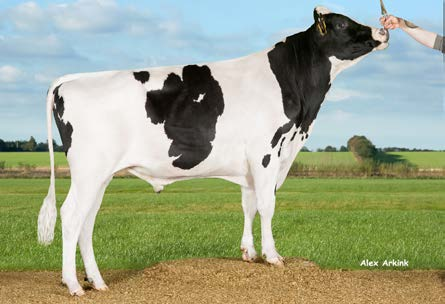 Holstein-käyttölista 2/2016 VH SHERMAN VH GOFEET TUOTANTO HEDELMÄLLISYYS RAKENNE KÄYTTÖ JA TERVEYS F 97844 B VH Gofeet Mardi Gras VH Grafit 75 122 103 128 113 120 113 106 106 127 102 103 117 103 115